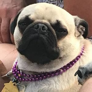 Meet your Posher, Kory